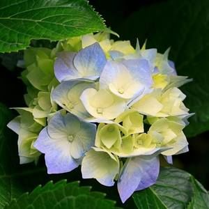 Meet your Posher, Morel